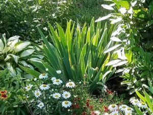 Like the garden good design = light, color, form,texture #cranburydesign #gardening #iris #daisy #hosta