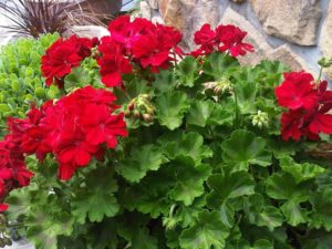 Hot and humid in Hightstown but the geraniums love it!