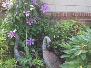 Clematis growing in our client’s yard! #gardenflower #designnj #kitchenremodeling #workperks👌