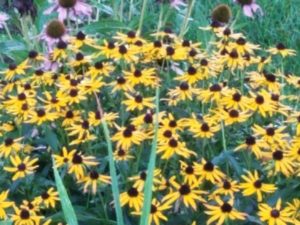 Rainy in Hightstown Nj today but the #blackeyedsusans are keeping things bright!  #downtownhightstown #comeinoutoftherain #kitchenshowroom #kitchenandbathdesign