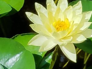 Beautiful water lily in our client’s garden! Their renovation project just as beautiful. More to come! Thank you M family!! #beautifulgarden #waterlily #workperks #designnj