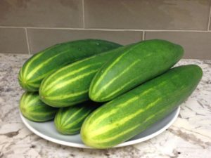 Home grown surprise from a coworker today! Thx Ed! #homegrowncukes #cucumbersaladtonight #eatyourveggies #designnj #njgardening