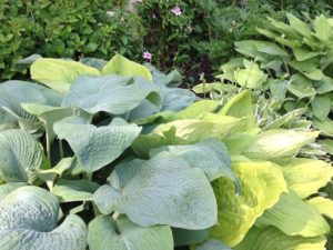 A variety of hosta looking great in our client’s beautiful garden! #kitchenreno #gardendesigns #designnj #workperk #hostaplants