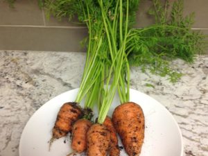 Just picked carrots from Lauren’s garden! Work perks! #njdesign #freshpicked #freshcarrots #freshveggies #workperks👌 #justpicked #carrotsfordinner