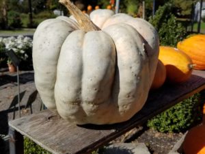 Beautiful Fall day in New Jersey!  #pumpkinpatch #whitepumpkins #designnj #fallgardens