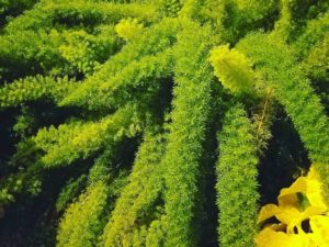 Foxtail Ferns in Philly #horticulturecenter #greenhousewedding #greenhouseplants #fairmontpark #gardendesign #greeninwinter