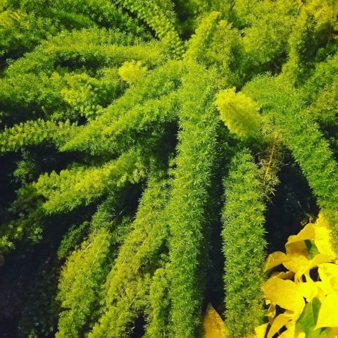Foxtail Ferns in Philly #horticulturecenter #greenhousewedding #greenhouseplants #fairmontpark #gardendesign #greeninwinter