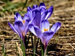 Ok! Now it’s beginning to look a lot like Spring! #downtownhightstown #springblooms #nomoresnowplease #njkitchendesign #designnj