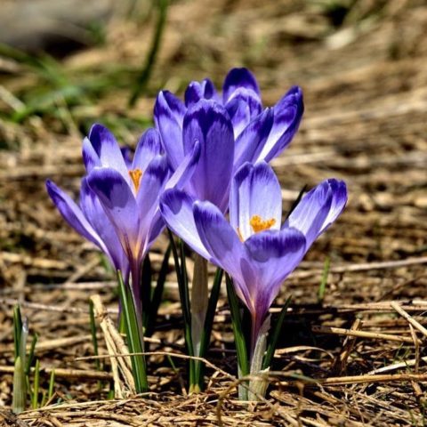 Ok! Now it's beginning to look a lot like Spring! #downtownhightstown #springblooms #nomoresnowplease #njkitchendesign #designnj