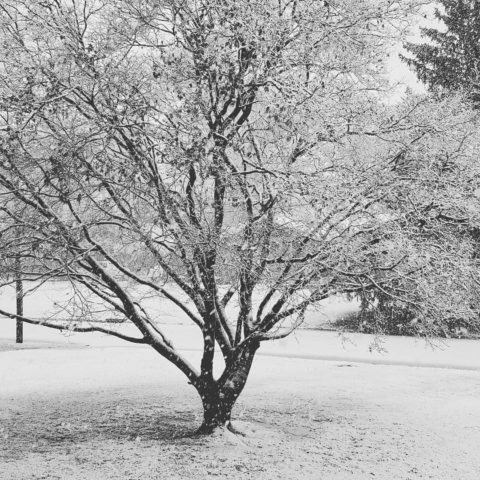 Today's forecasted snowstorm finally makes an appearance in @downtownhightstown #snowday #designnj #staywarm