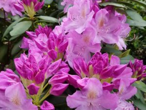 Happy Monday! The sun is shining and the flowers are blooming in #downtownhightstown ! Come visit our #kitchenandbathdesigncenter 
#rhododendrons
#designnj
#mondaywishes 
#Kitchenandbathdesign