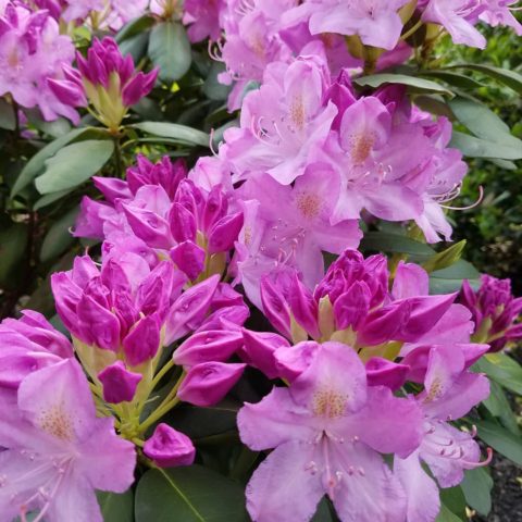 Happy Monday! The sun is shining and the flowers are blooming in #downtownhightstown ! Come visit our #kitchenandbathdesigncenter 
#rhododendrons
#designnj
#mondaywishes 
#Kitchenandbathdesign