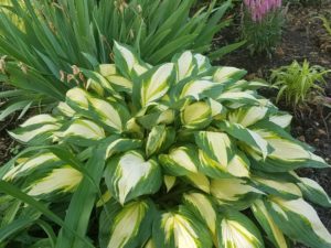 We can’t get enough of this bold hosta in our client’s garden!  #workperks #hostagarden #designnj
#njkitchendesign
#downtownhightstown 
#kitchenviews
#gardenviews