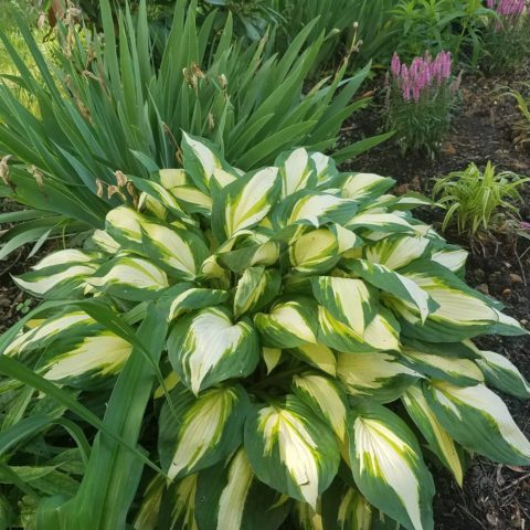 We can't get enough of this bold hosta in our client's garden!  #workperks #hostagarden #designnj
#njkitchendesign
#downtownhightstown 
#kitchenviews
#gardenviews