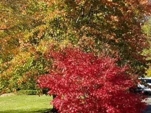 “And all at once summer collapsed into fall”
#oscarwilde #fallviews #fallwalking #newjerseytrees #fallcolors #fallnature