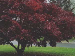 First snow of the season @downtownhightstown ! #firstsnow #snowflakes #fallingsnow #kitchenshowroom #newjerseykitchendesigner #newjerseyviews