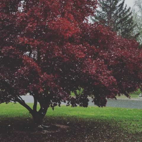 First snow of the season @downtownhightstown ! #firstsnow #snowflakes #fallingsnow #kitchenshowroom #newjerseykitchendesigner #newjerseyviews