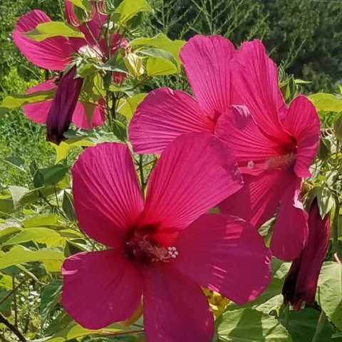 Flowers on the Long Beach Island house tour this week! 
#longbeachisland #longbeachislandhousetour #beachviews #designnj #lbifhousetour #lbif #kitchendesign #newjerseyviews