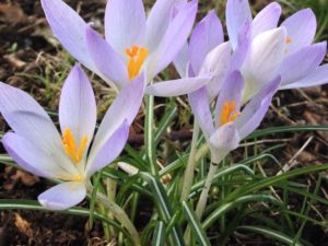 Happy First Day of Spring! “A flower blossoms for its own joy.” Oscar Wilde #downtownhightstown #spring #springblooms #washyourhands #newjerseyisbeautiful #backyardwalk