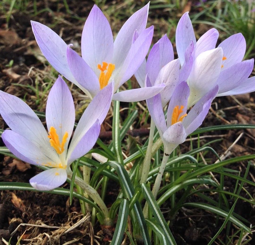 Happy First Day of Spring! “A flower blossoms for its own